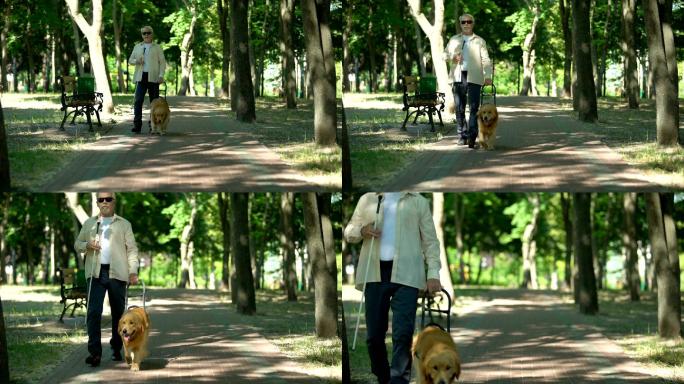 盲人老人带着导盲犬在公园散步