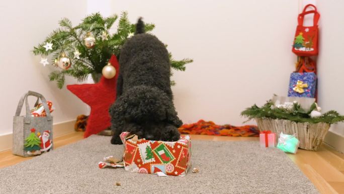 可爱的小黑狗破坏了圣诞礼物