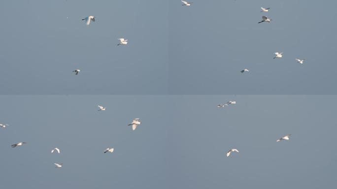 白鹭飞翔-高速摄影