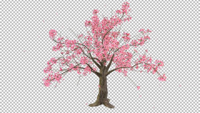 桃花树生长开花落花-带透明通道