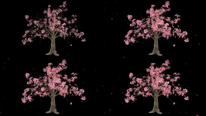 桃花树生长开花落花-带透明通道