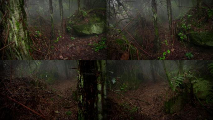 穿过热带雨林深山老林恐怖丛林幽暗树林