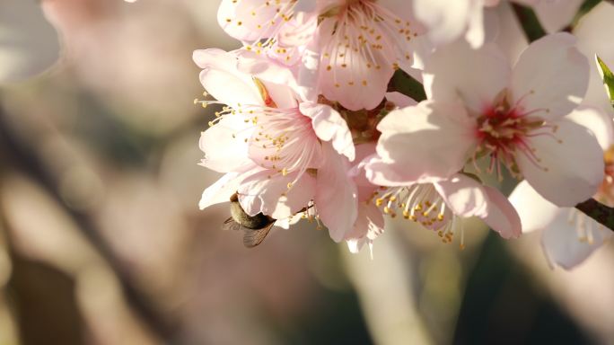杏花盛开密封蜜蜂采蜜春天鲜花盛开