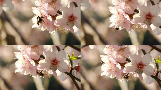 杏花盛开密封蜜蜂采蜜春天鲜花盛开