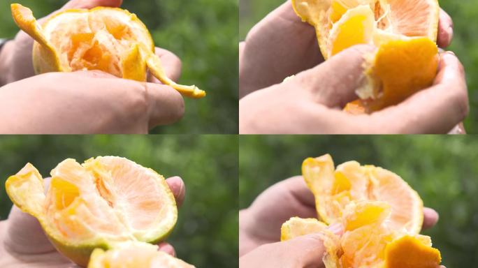 手剥新鲜柑橘爆汁特写