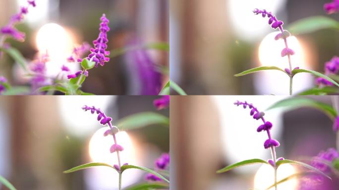 4k逆光下的紫色花