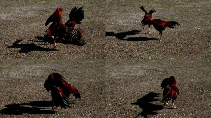 互相攻击的两只鸡打架干架比赛民间娱乐活动