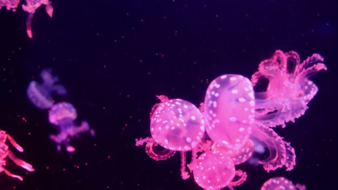 水下斑点水母自然野生动物斑点