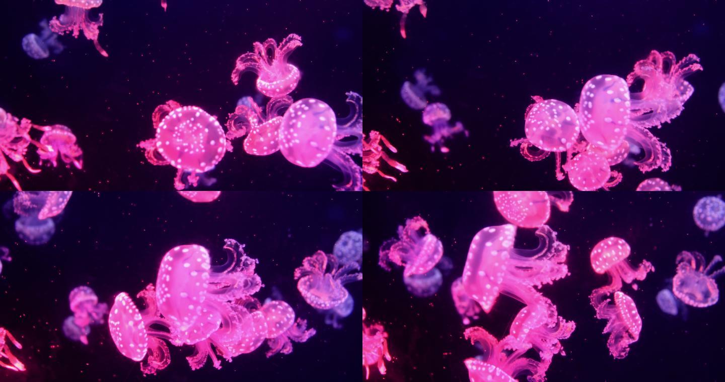水下斑点水母自然野生动物斑点