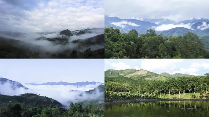 ［原创］西双版纳易武古茶山茶山延时