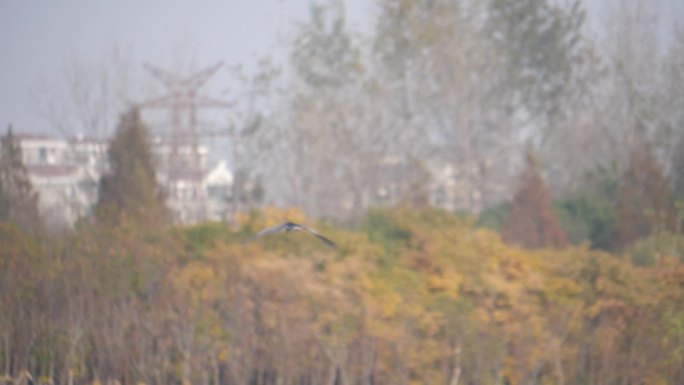 苏州河边飞翔的夜鹭翱翔的水鸟180帧