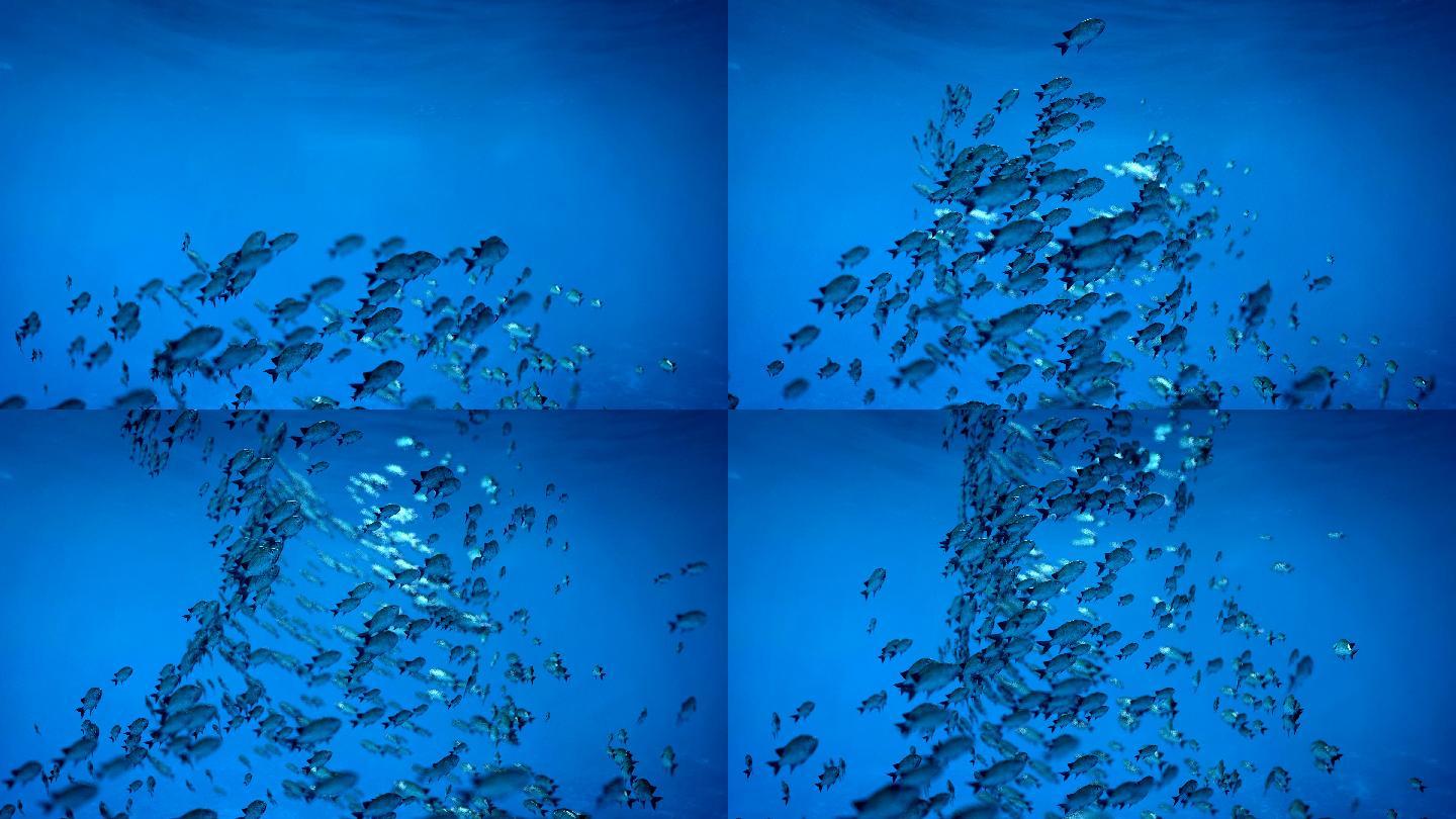 鱼群游成一圈全息投影游动游泳