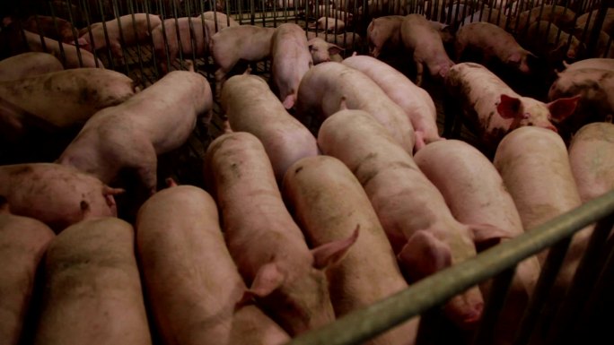分批集中养殖的猪养殖场养猪场养猪业