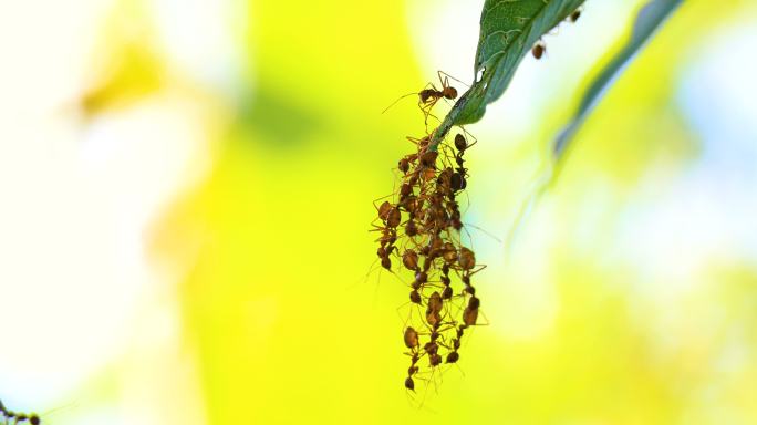 蚂蚁桥联合队4K微观拍摄微观拍摄蜜虫害虫