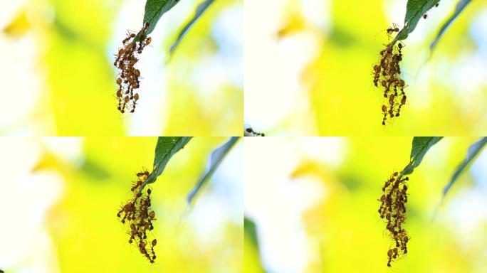 蚂蚁桥联合队4K微观拍摄微观拍摄蜜虫害虫