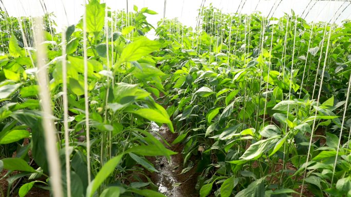 温室大棚辣椒种植基地