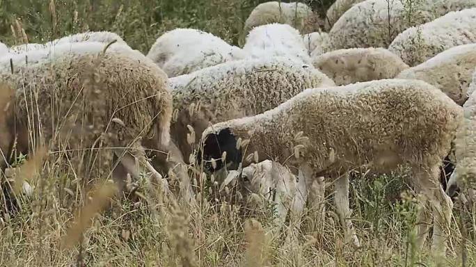 羊吃草宽屏