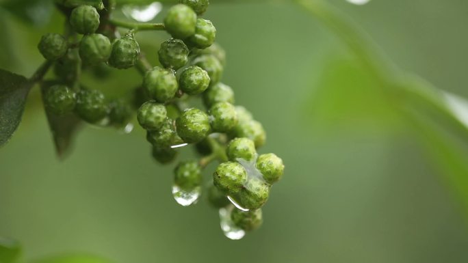 原创高清实拍四川藤椒细节