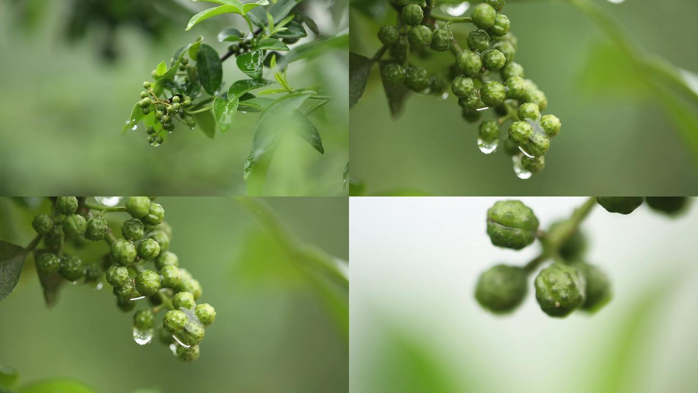 原创高清实拍四川藤椒细节