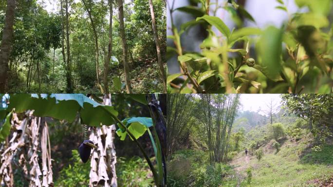 云南易武原始森林茶山国有林茶园茶叶茶果