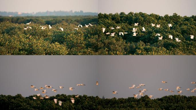 红树林白鹭飞翔-慢镜头