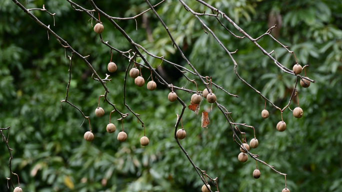 珙桐树果实鸽子花果实