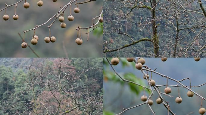 珙桐树果实鸽子花果实