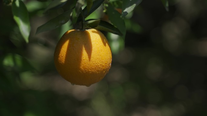 橙子 水珠 特写 光影 丰收