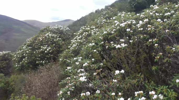 川西阿坝高山杜鹃航拍