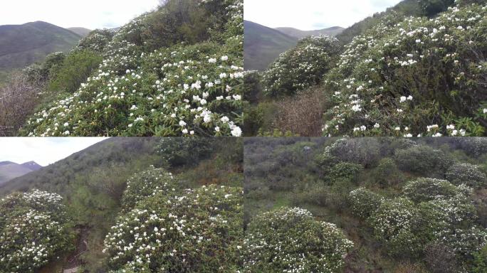 川西阿坝高山杜鹃航拍