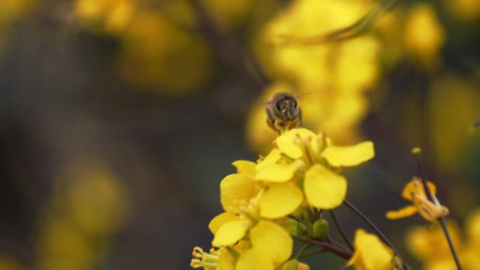 黄花地里的蜜蜂采蜜