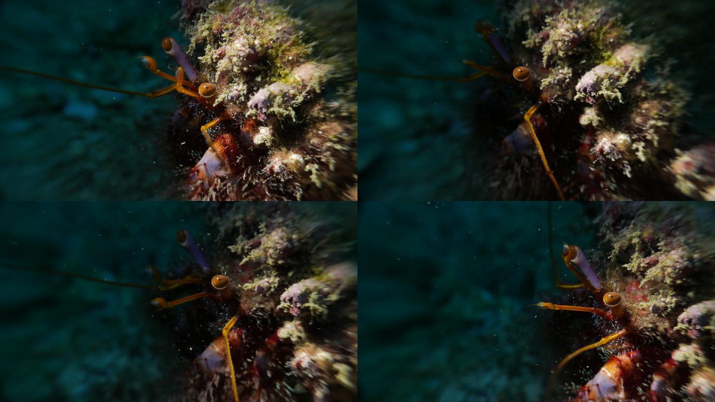 海底的寄居蟹蟹水下拍摄