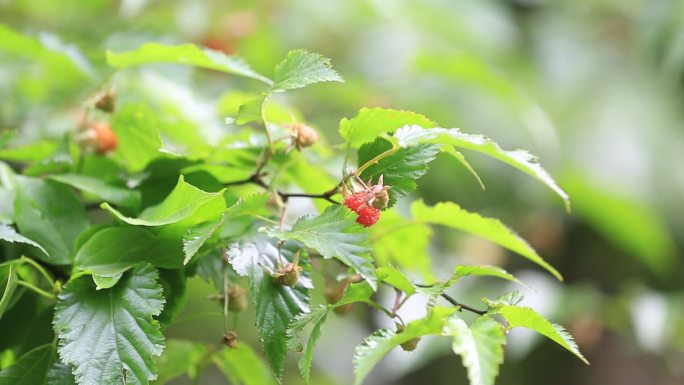 大自然野生树莓特写原素材