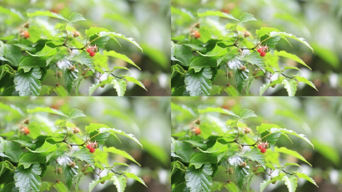 大自然野生树莓特写原素材