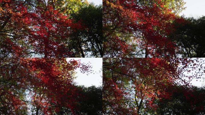 杭州西湖太子湾公园秋天景色