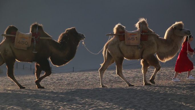 西北鸣沙山沙漠骆驼