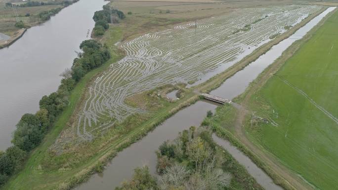 稻田被洪水淹没水稻-谷物植物河流自然