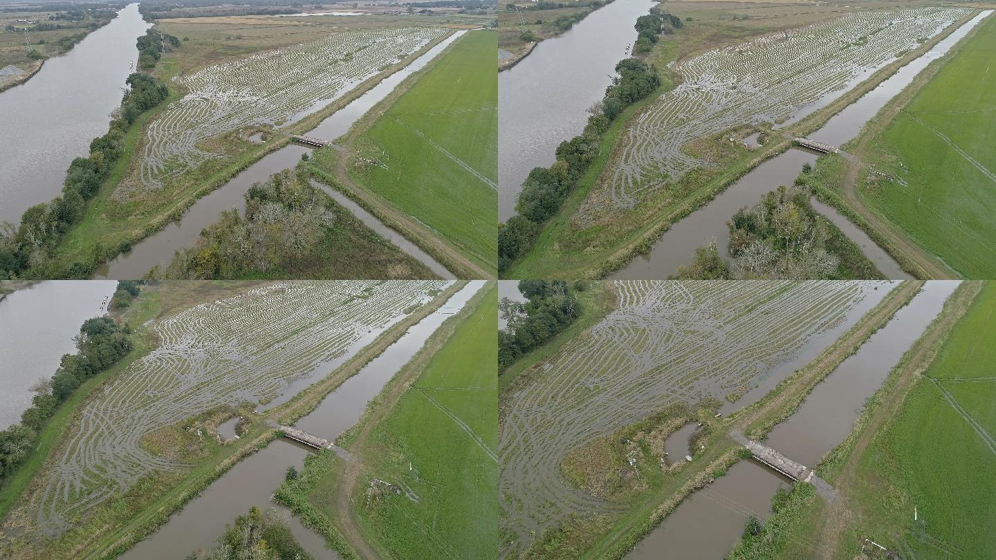 稻田被洪水淹没水稻-谷物植物河流自然