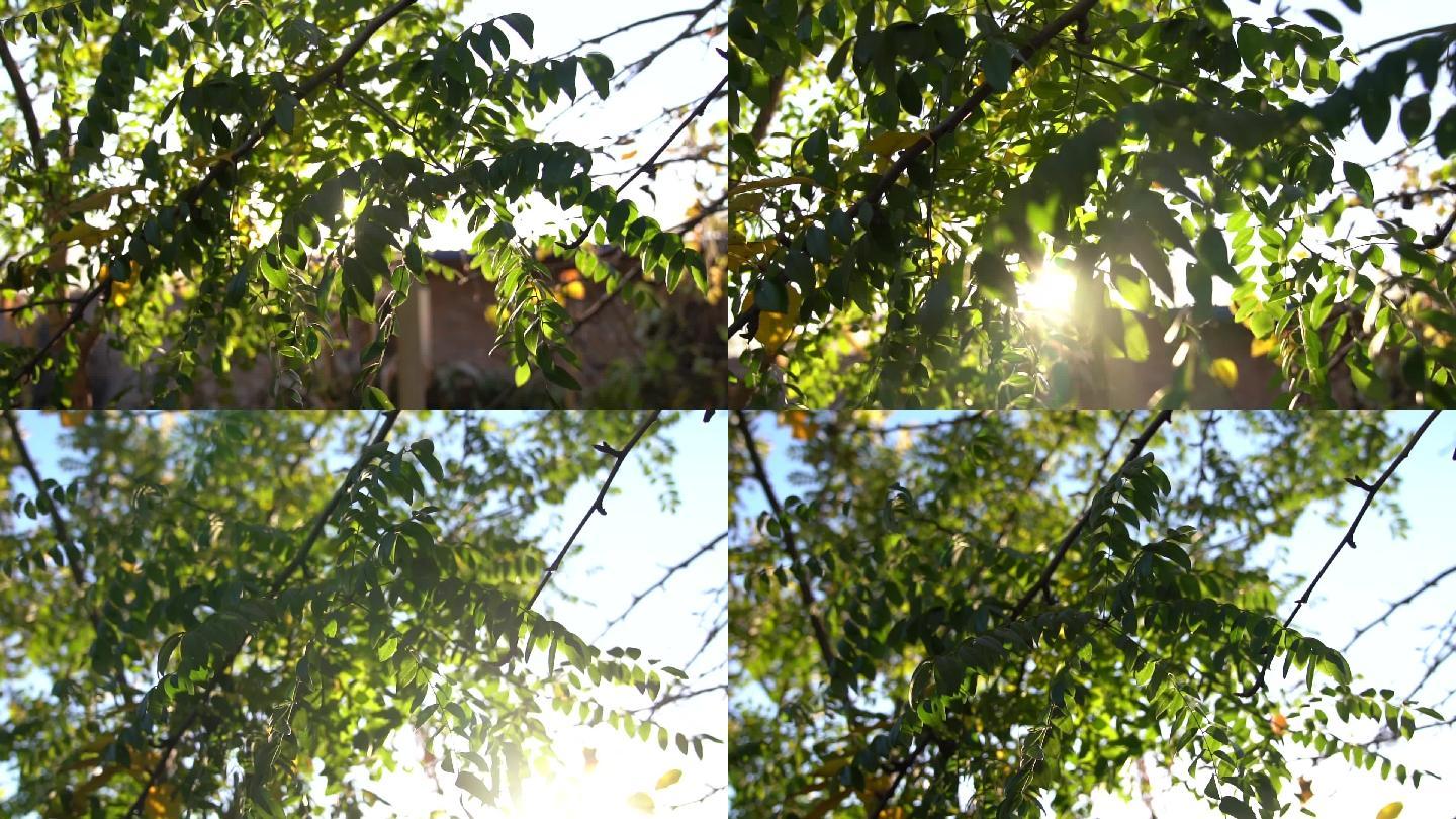 原创阳光树叶组合镜头