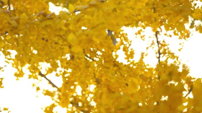 唯美银杏树叶秋天金黄色树叶深秋秋季之美