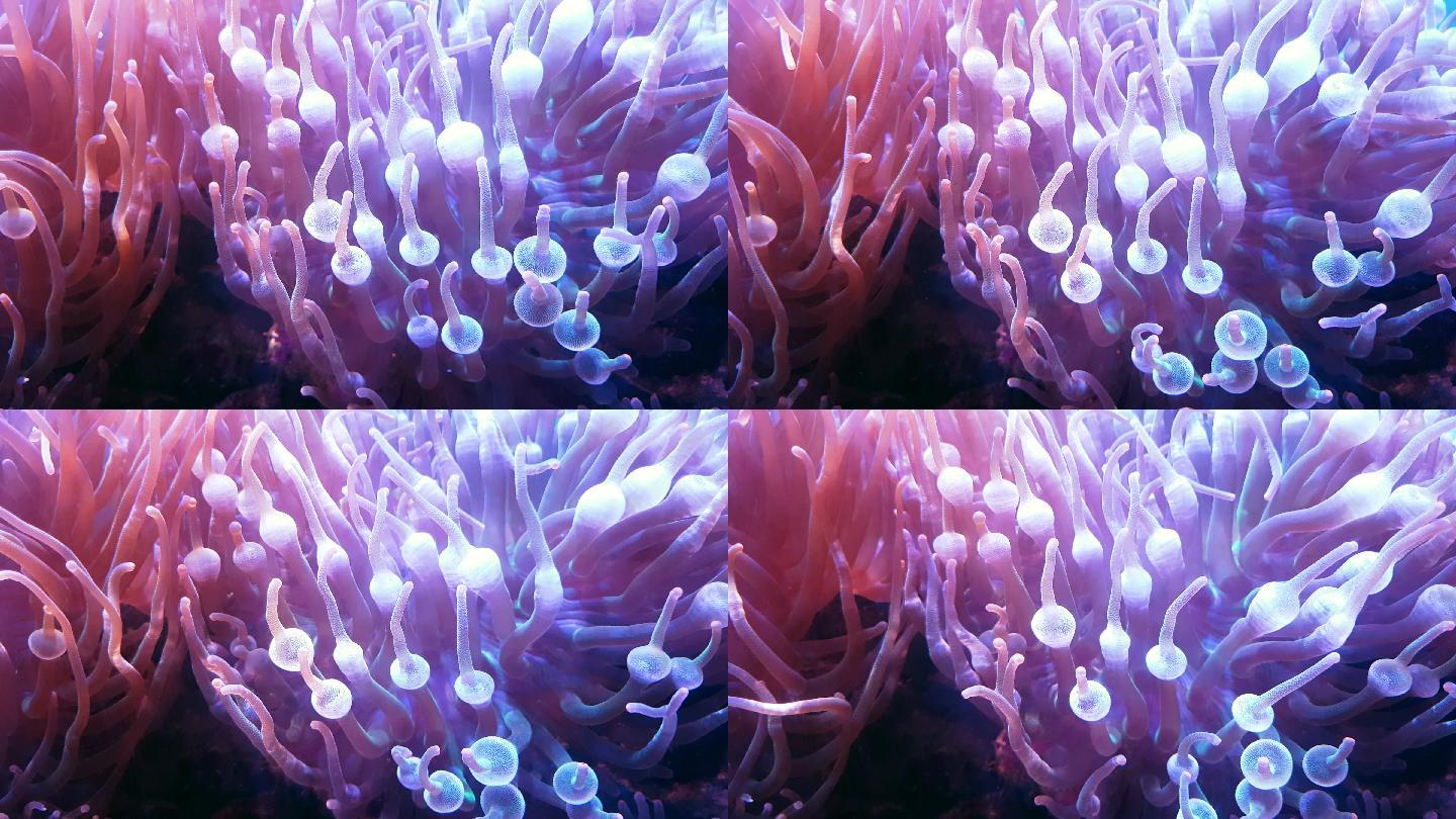 珊瑚与海葵美妙绝伦绘声绘色千娇百媚