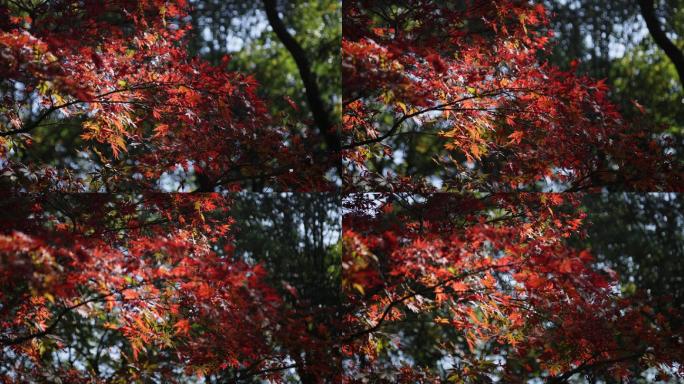 杭州西湖太子湾公园秋天景色