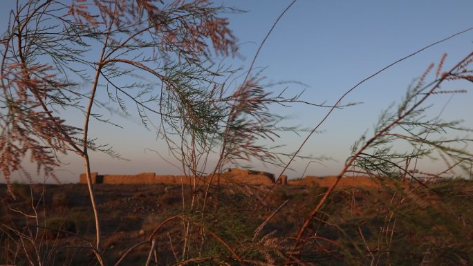 西北戈壁荒漠红柳植物视频