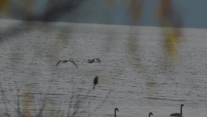 天鹅在湖里游水嬉戏整理羽毛B