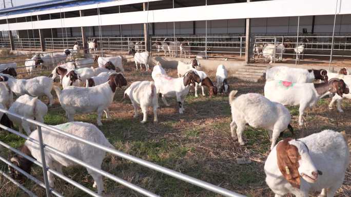 养羊喂羊养殖场