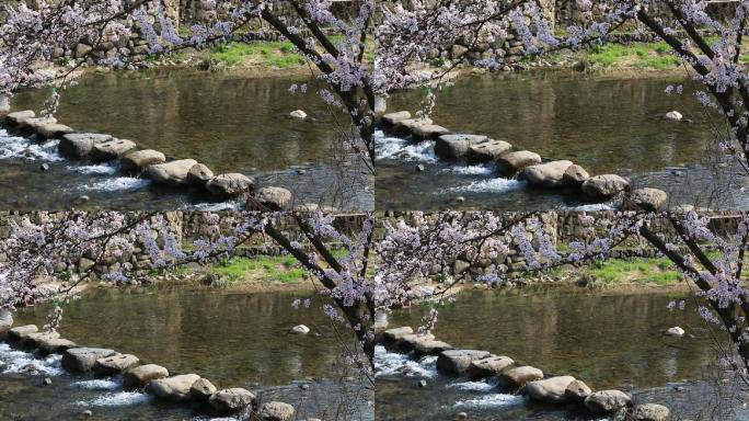 春天樱花和清澈溪水石头小桥原素材