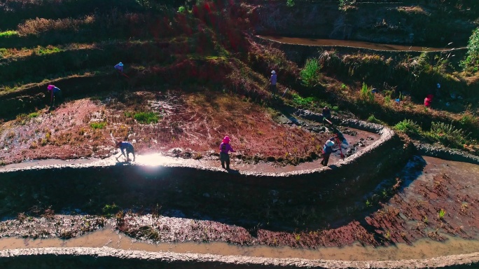 云南元阳梯田清晨航拍