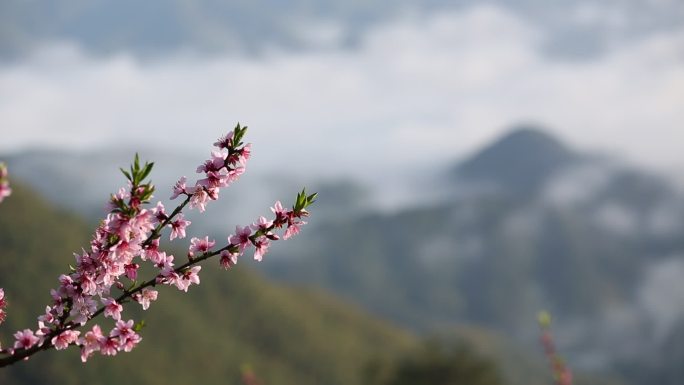 山上桃花云海原素材