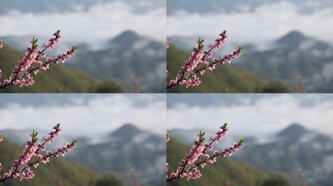 山上桃花云海原素材