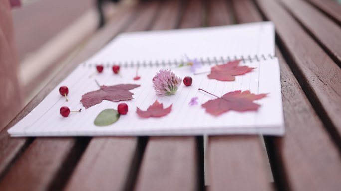 小孩画画枫叶花朵标本枸骨博物课高清50帧